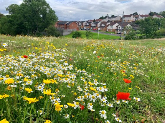 Fernbrae Meadows in GlasowWildflower meadow created on the site of a derelict golf course - NatureScot