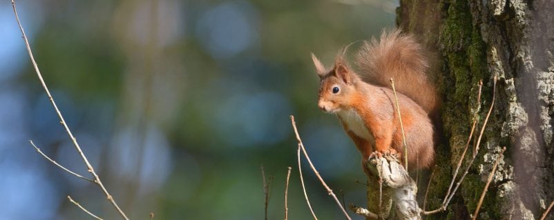 Picture of red squirrel
