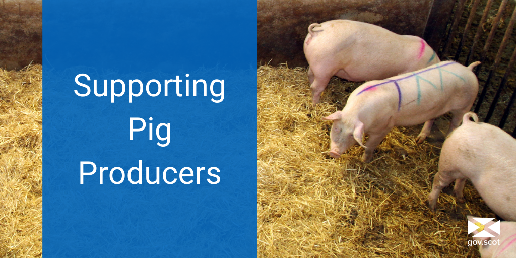 A picture of pigs next to white text on a blue background reading "Supporting Pig Producers"