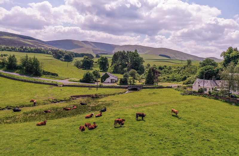 Picture of Scottish Agricultural Landscape in a hilly upland region. The picture is taken in Summertime and has a field of cows in the foreground. It is taken from a wide-lens and conveys the theme of making better use of data for land-use and environment