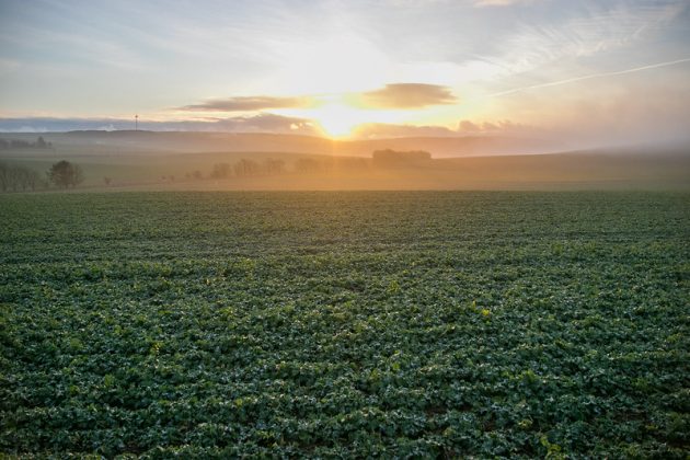 Sunrise over a field of vegetable crops demonstrating the dawn of new coding and improving the speed and accuracy of agricultural statistics